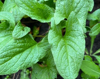 50 Perennial Good King Henry spinach seeds  zones 3-9 organic All Perennial seeds do best winter sowing.