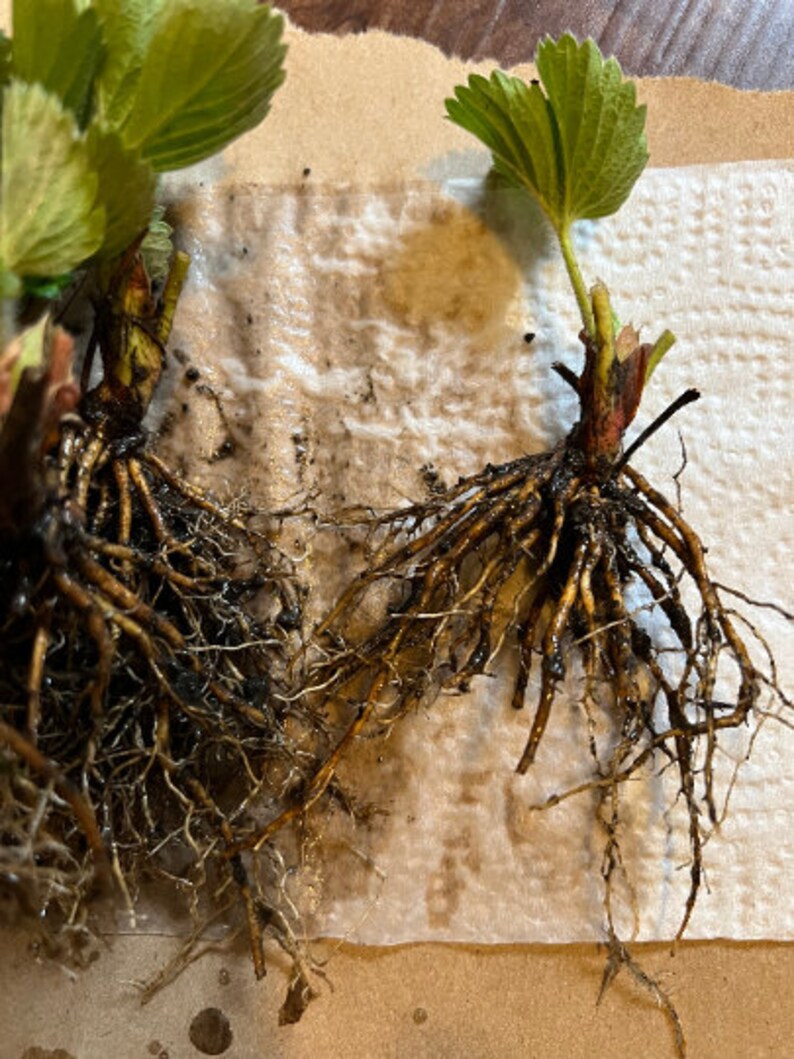 10 Darselect Strawberry Bare Root Plants June Bearing Etsy