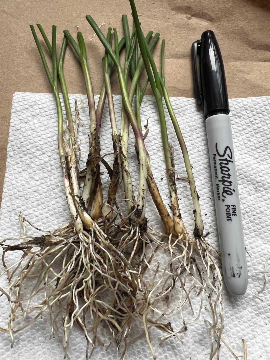 Chives In Store With Roots Perennial 10 Chives Bare Root Plant Organic - Etsy