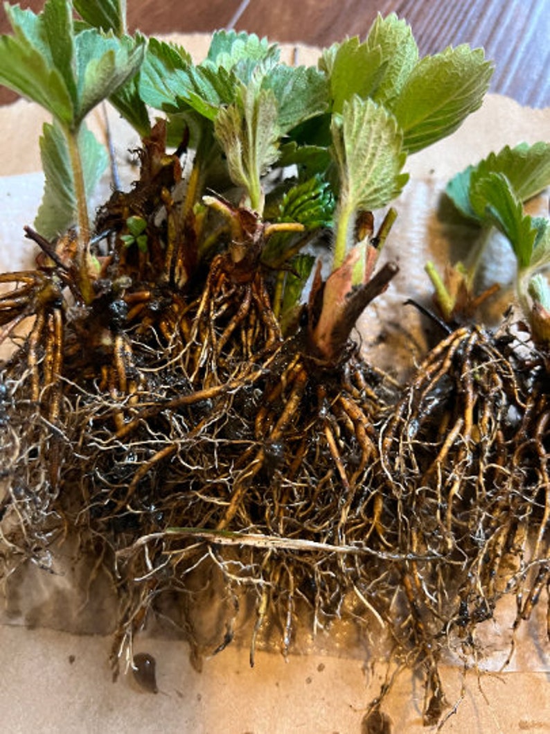 10 Darselect Strawberry Bare Root Plants June Bearing Etsy