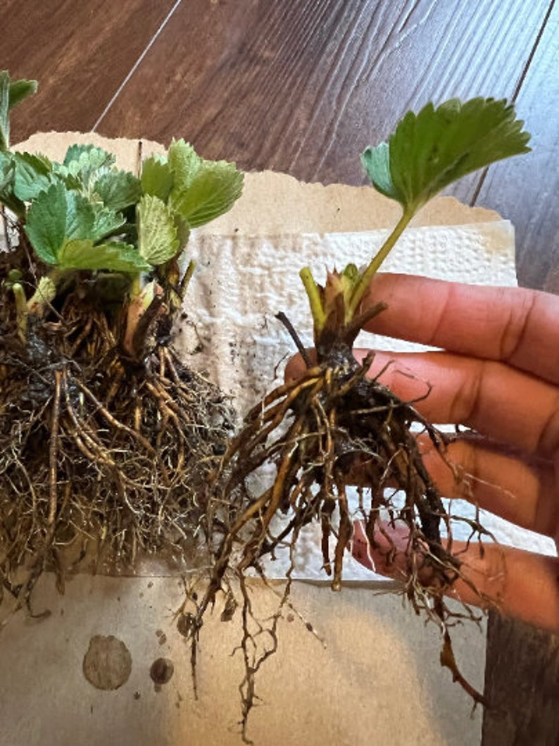 10 Darselect Strawberry Bare Root Plants June Bearing Etsy
