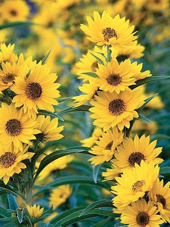 Maximillian Perennial Sunflower seeds Etsy