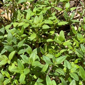 500 Perennial Winter Thyme Seeds zone 3-9