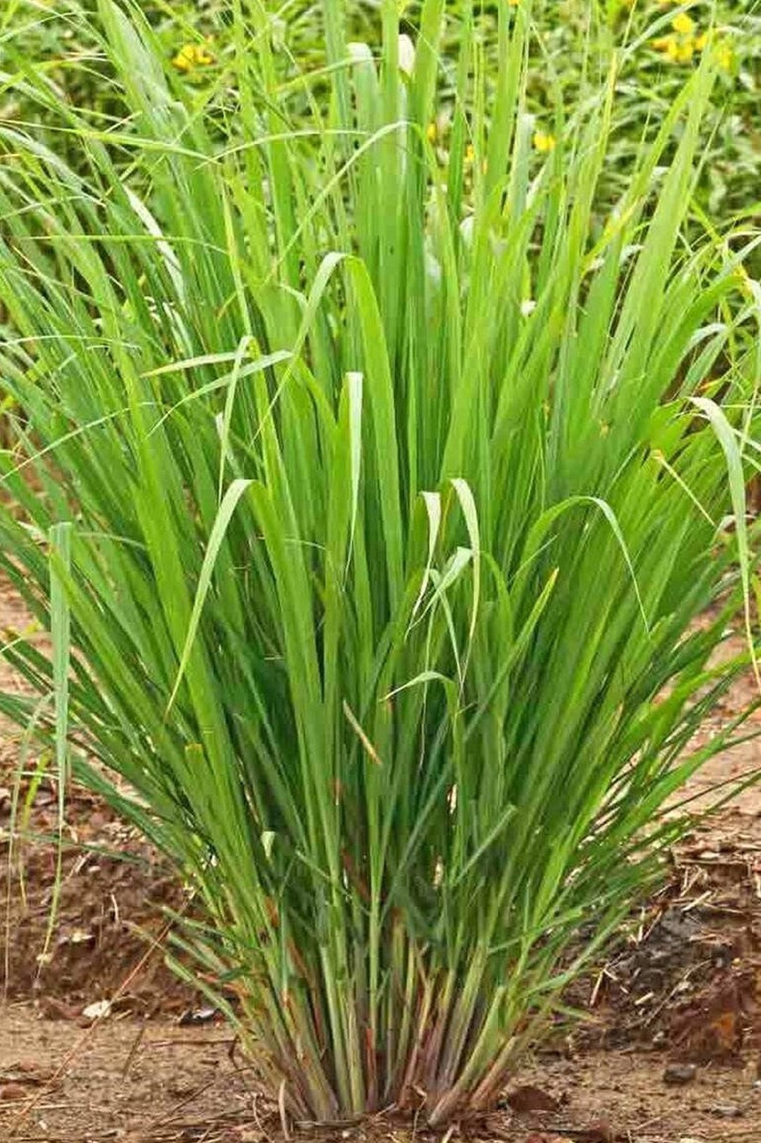 100herb Lemon Grass Seeds Etsy