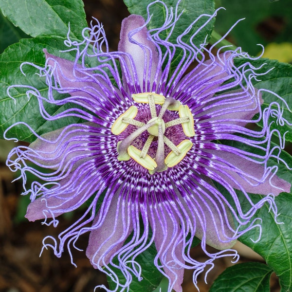 Perennial 10 Purple Passion Flower seeds zone 5-9