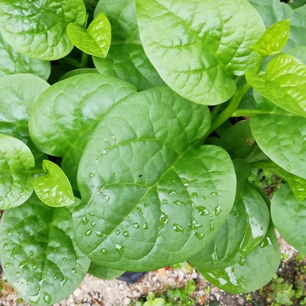 50 Malabar Spinach Green Vines *38