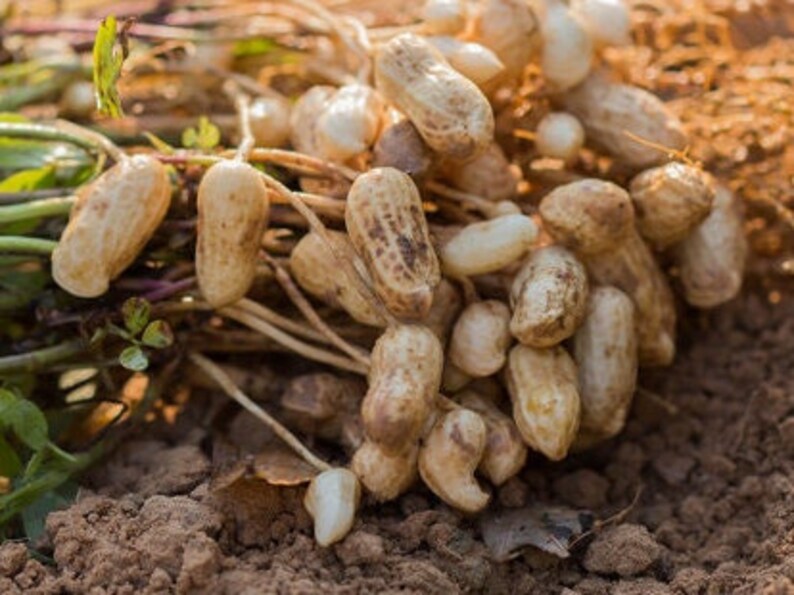 10 Virginia Jumbo Peanuts Seeds Etsy