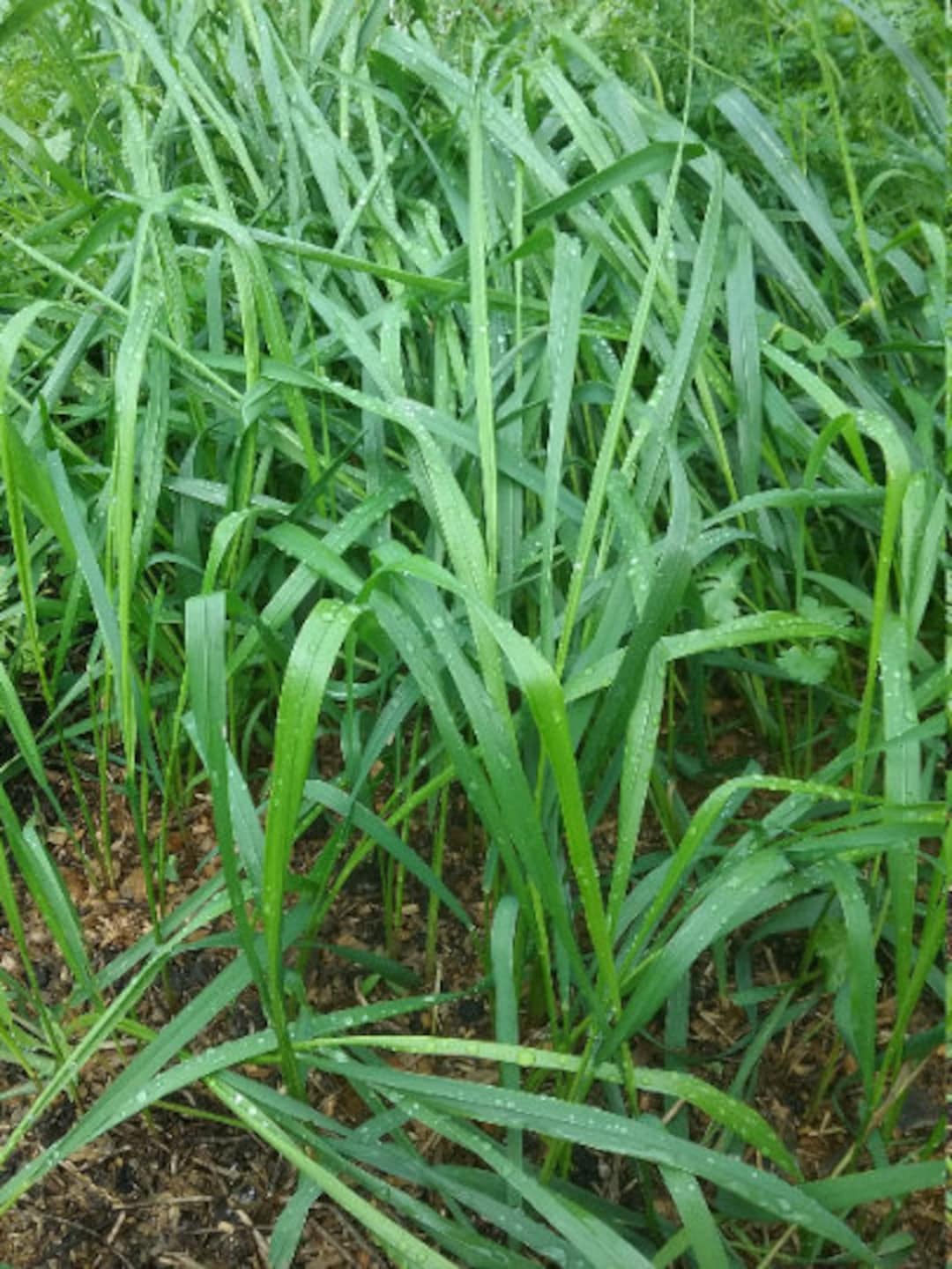 Sweet Grass Bare Root Plants Etsy