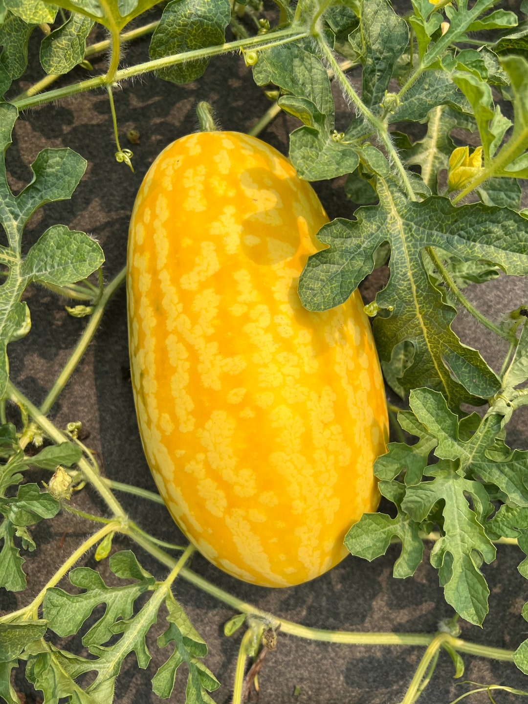 20 Gold in Gold Watermelon Seeds Organic Etsy