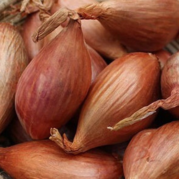 Shallot Market Summary - Produce Blue Book