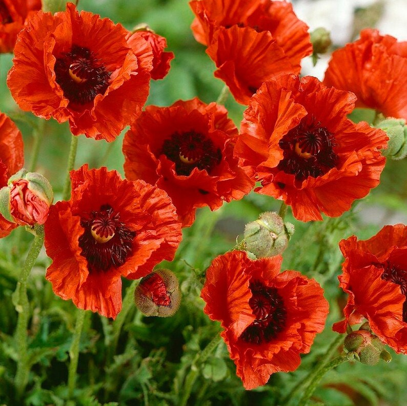 Perennial Oriental Poppy 100seeds Etsy