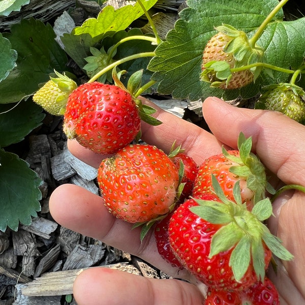 Charlotte Strawberry Plants Etsy