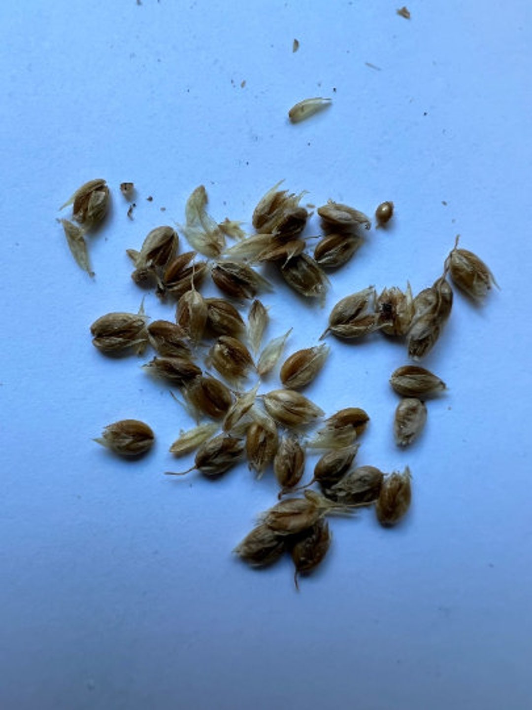 40 Sweetgrass Seeds, WINTER PLANTING Hierochloe Odorata, Vanilla