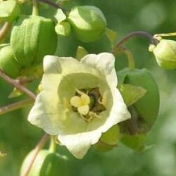 Perennial 25 Codonopsis seeds zone 3-9