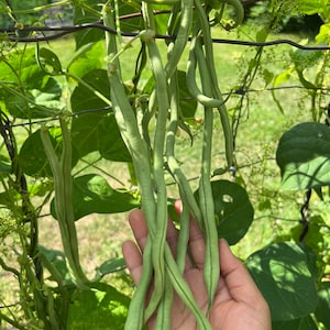 20 French Fortex pole bean seeds #A01