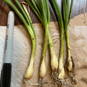 May include: A close-up of fresh green onions with white bulbs and green stalks, with a black and silver permanent marker for size comparison. The onions are on a white paper towel.