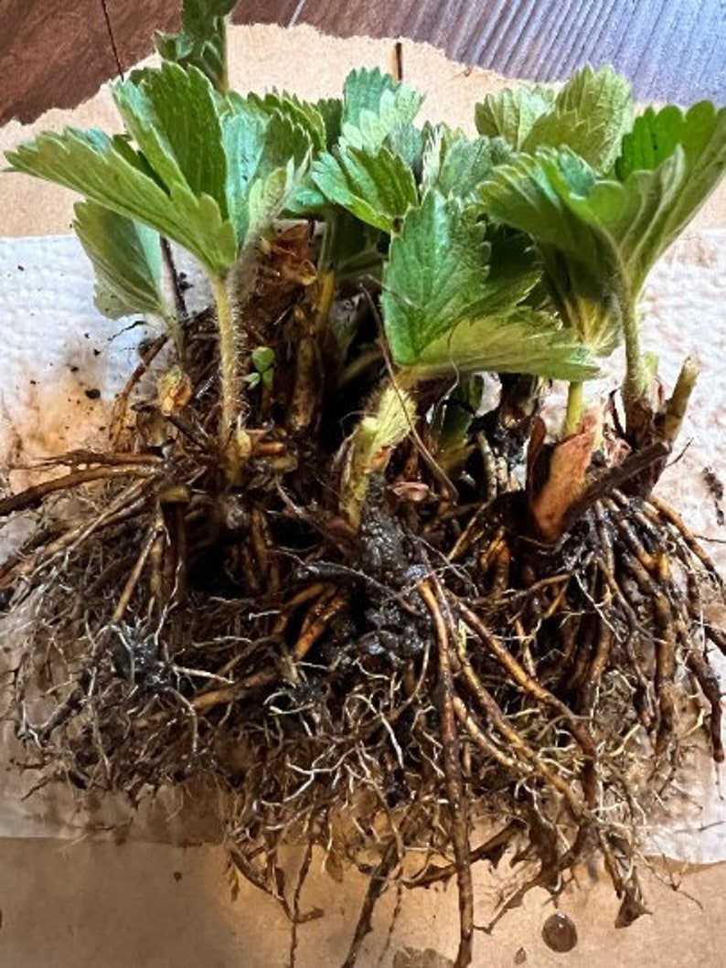 10 Darselect Strawberry Bare Root Plants June Bearing Etsy