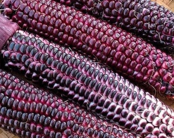 50 Double Red sweet corn seeds