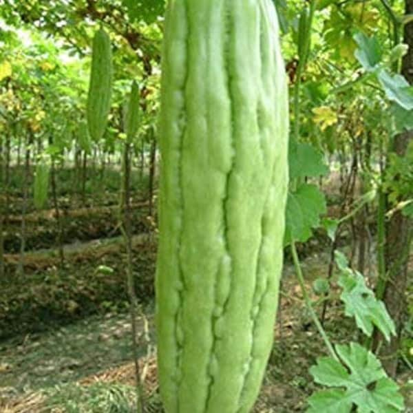 25 Green Bitter Gourd Hybrid seeds *6