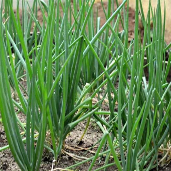 Perennial 50 Japanese White Scallion bunching onion seeds zone 4-9