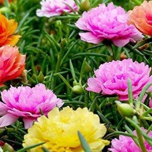 200 Double portulaca Mix moss rose Seeds image 2