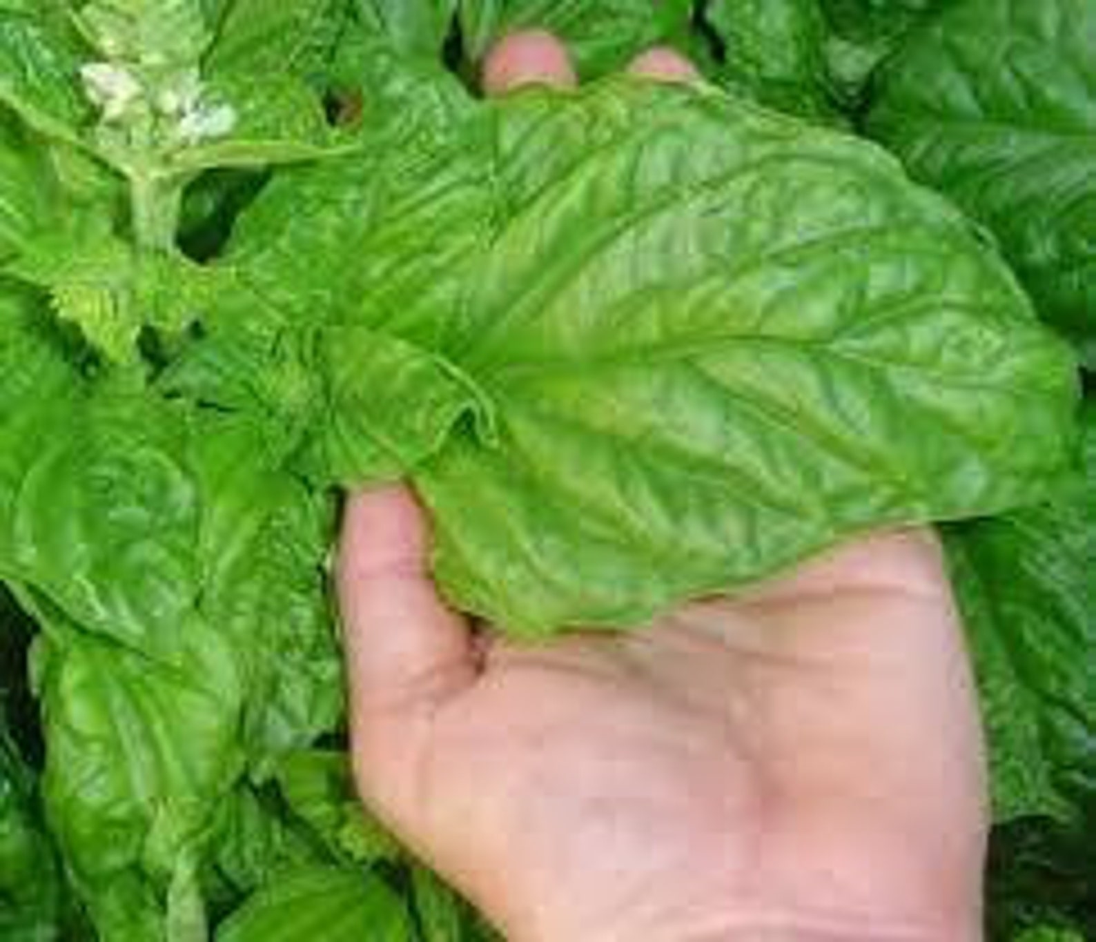 200Herb Italian large leaf basil seeds 57 Etsy