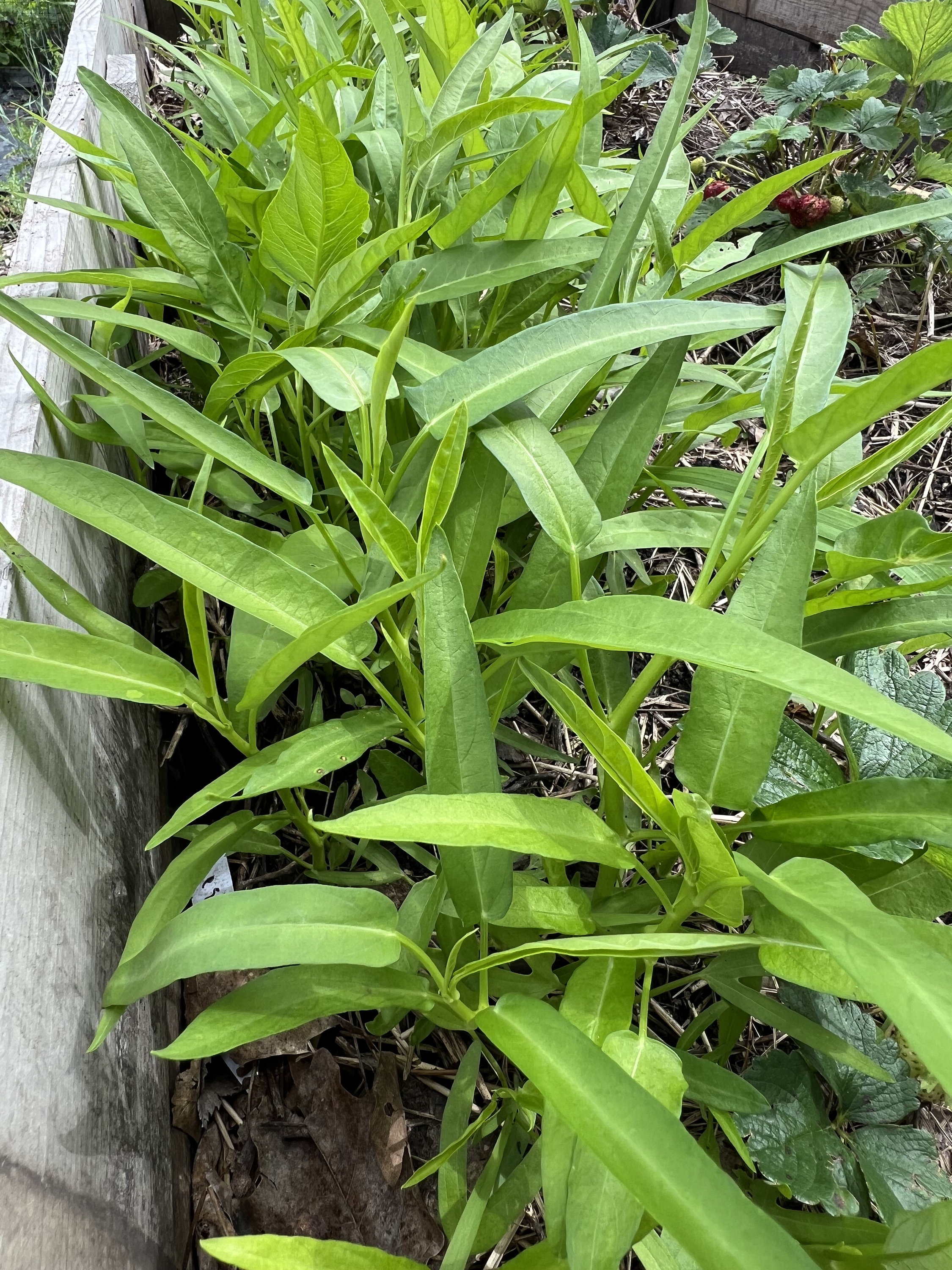 100 Water Spinach seeds