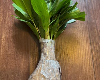 Perennial 10 lily of the valley bare root plants Organic