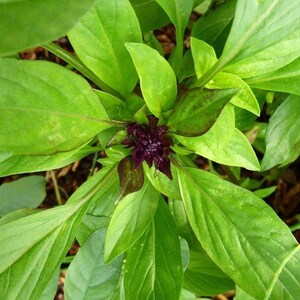 200 Herb anise basil seeds153 image 3