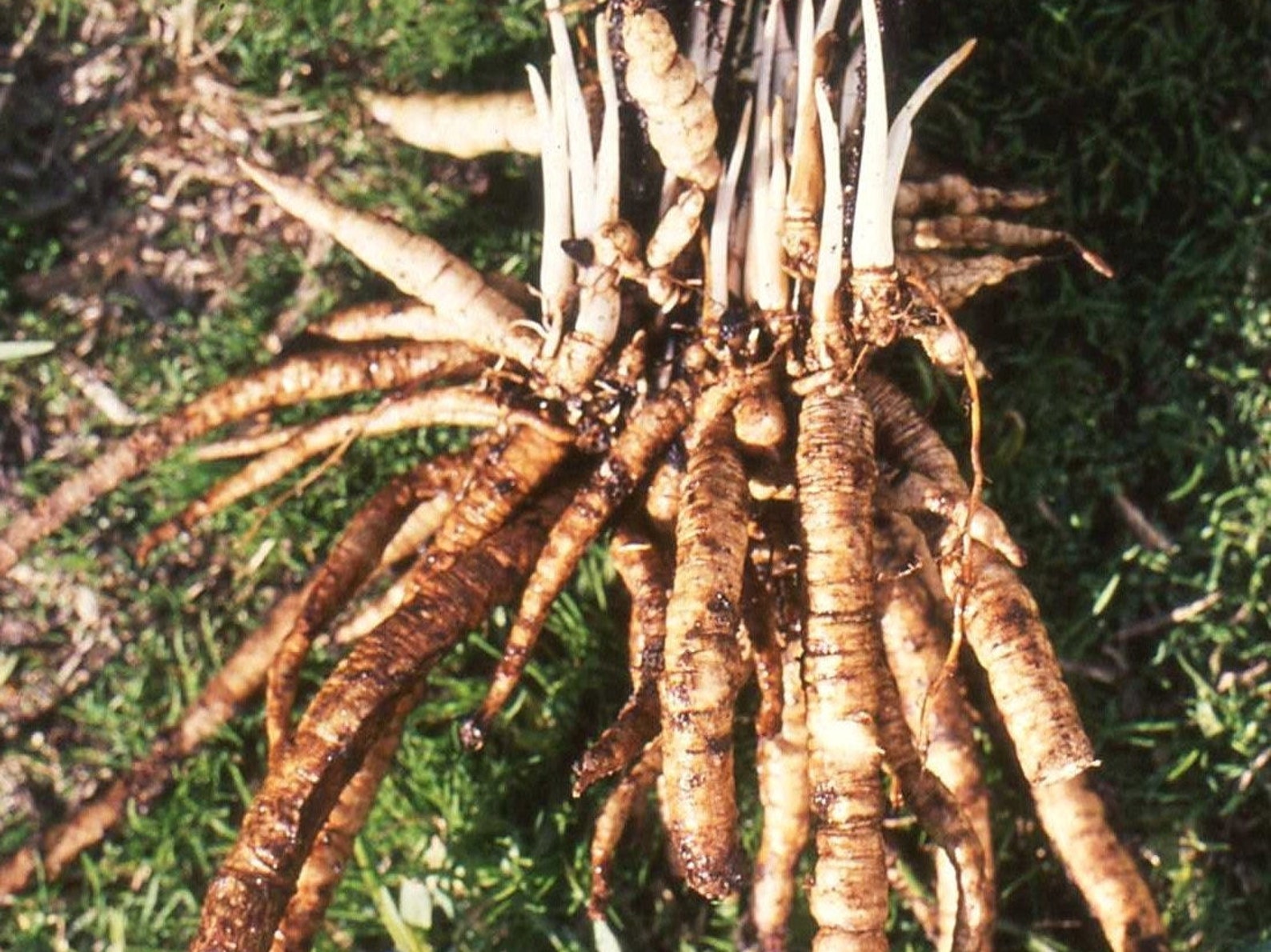 25Perennial Skirret seeds Zones 59 Etsy
