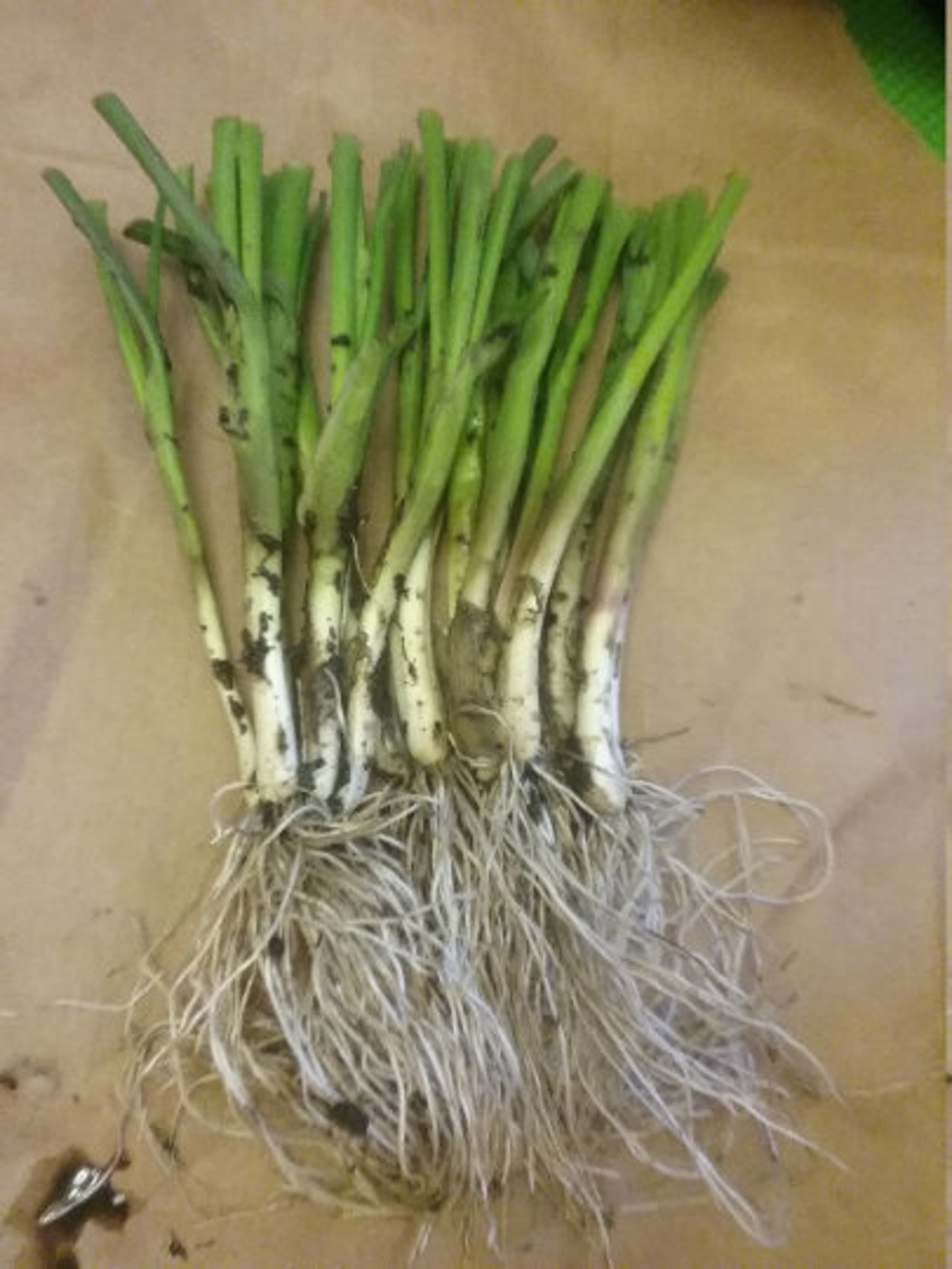 Chives Bare root plant organic | Etsy