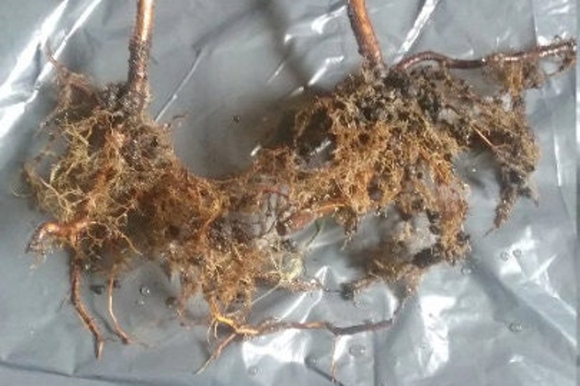 1 Joan J Raspberry Raspberry Bare Root Plants Etsy