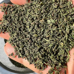 May include: Close-up of a handful of dried green celery seeds. The seeds are small, oval-shaped, and have a ridged texture. The seeds are a mix of light and dark green, with some brown hues. The seeds are being held in a hand.