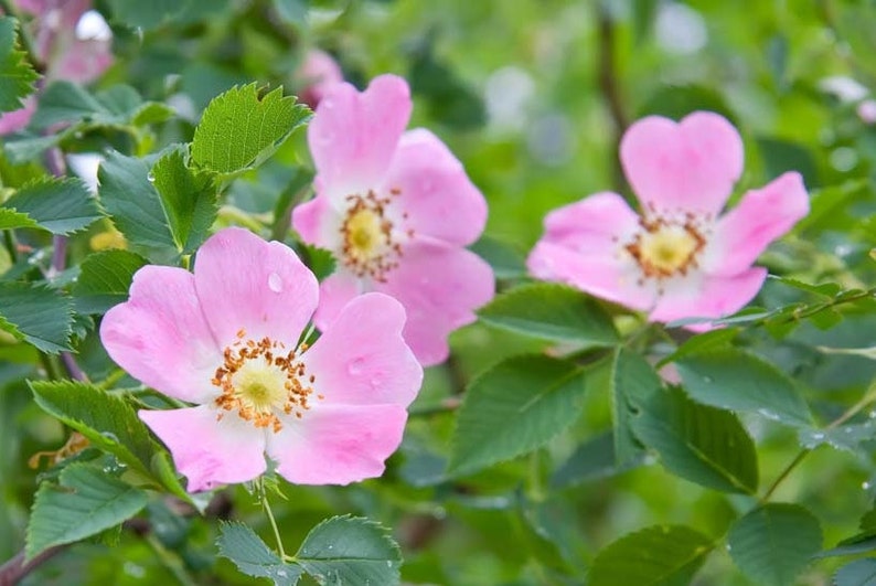 Perennial 10 Early Wild Rose Seeds Zone 39 06 Etsy