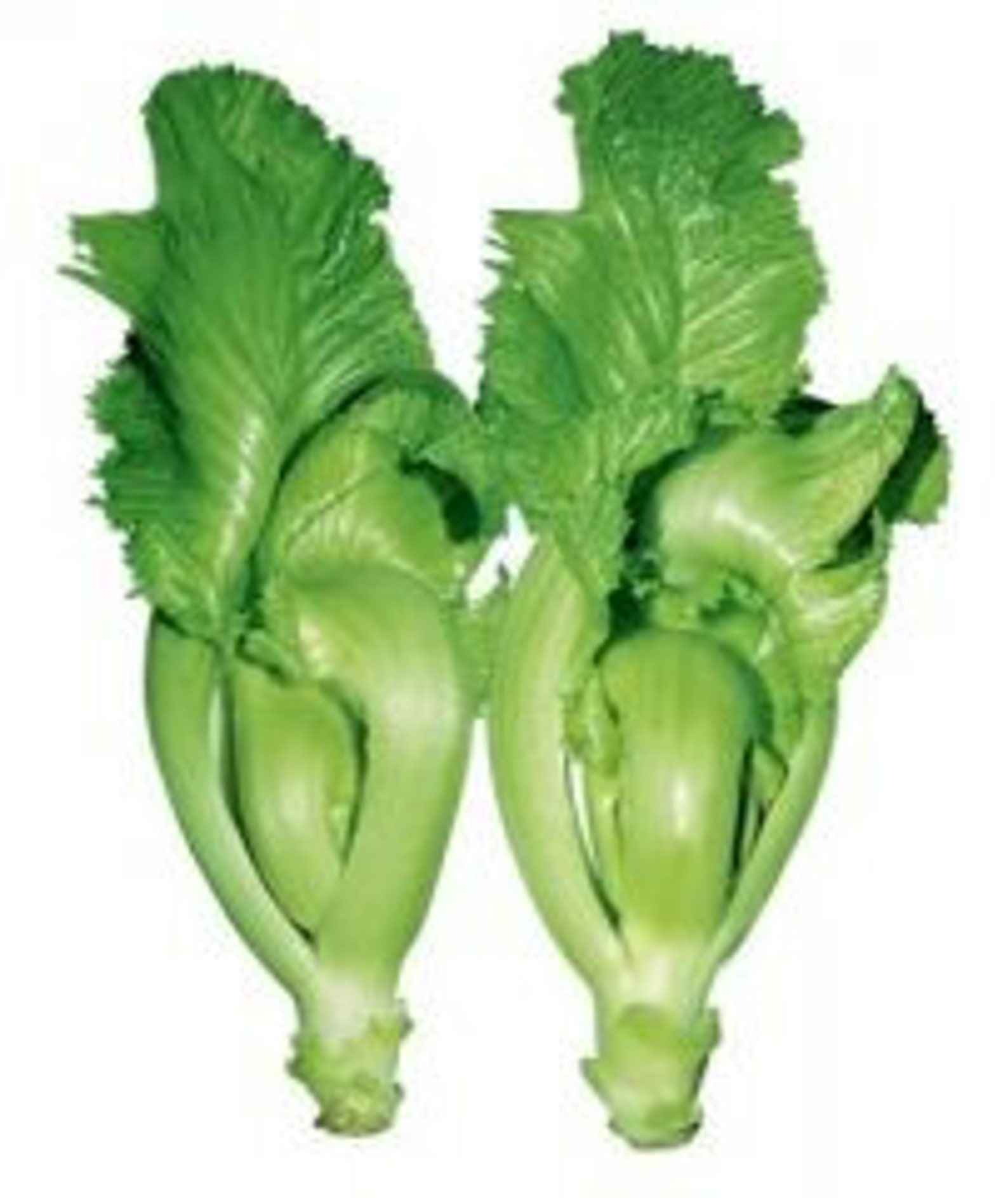 500 Chinese Mustard Shuidong Seeds 21 Etsy