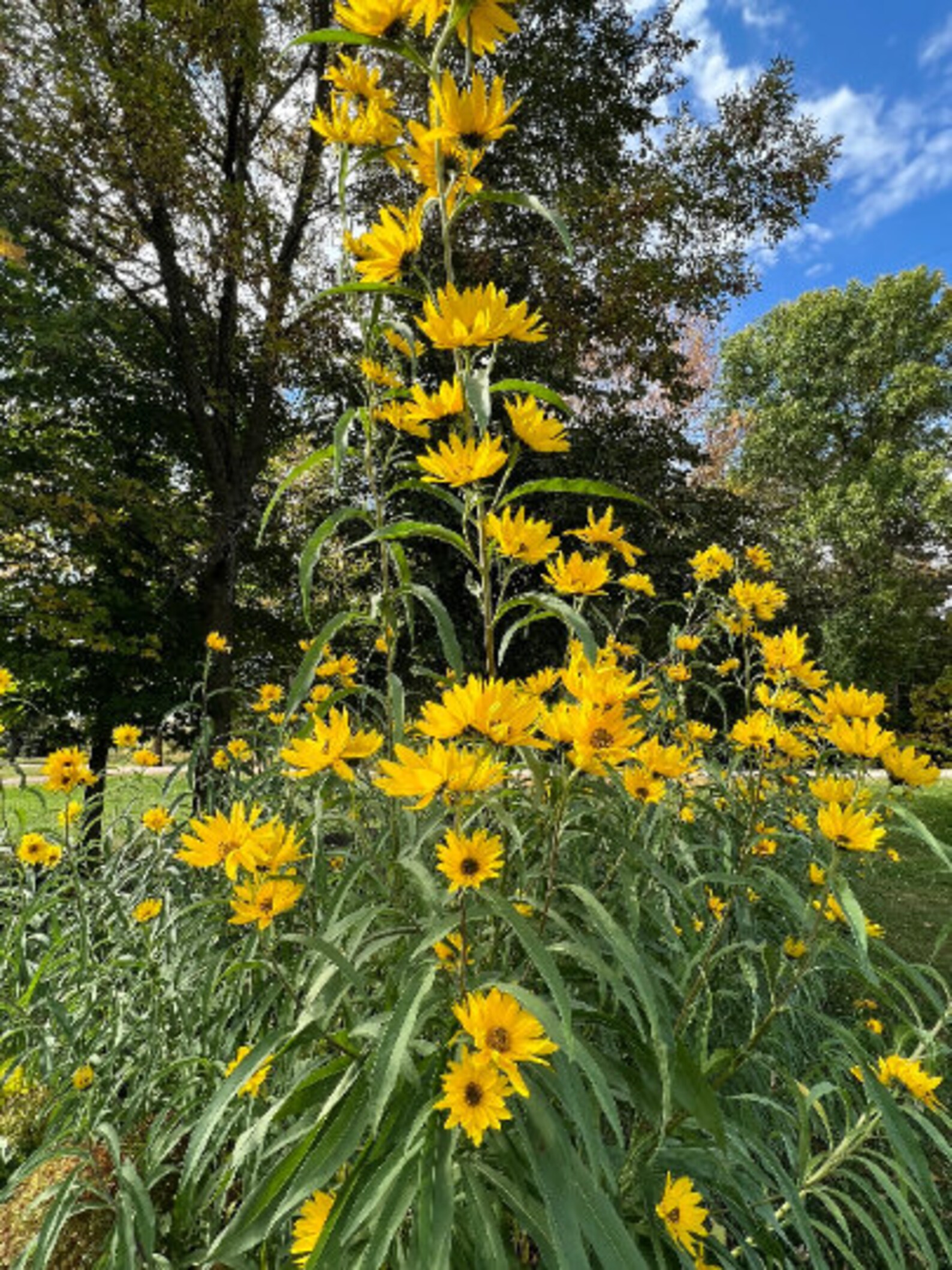 Perennial 50maximillian Perennial Sunflower Seeds Zone 39 Etsy