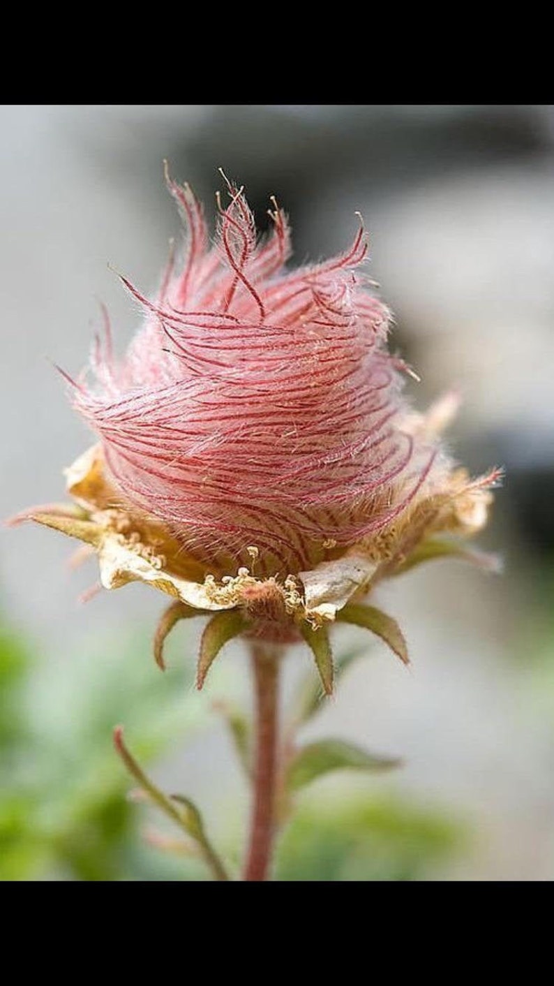 50 Perennial Prairie smoke wildflower seeds zone 3-9 seeds need cold to germinate image 2