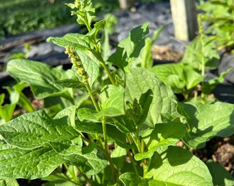 Perennial Good King Henry spinach seeds  zones 3-9 organic All Perennial seeds do best winter sowing.