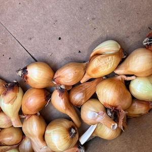 May include: A collection of small, round, golden-brown onion sets with papery, translucent skins. Each bulb features a tapered neck and a slightly pointed tip, showcasing the natural texture and light tan coloration of these garden planting bulbs.