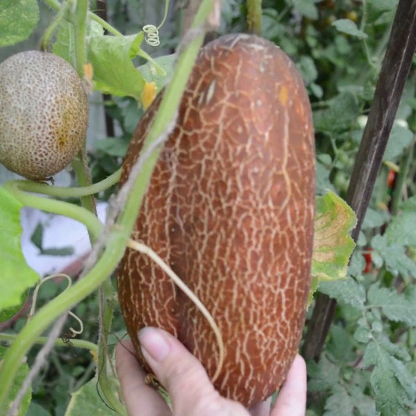 50 indian Sikkim cucumber seeds