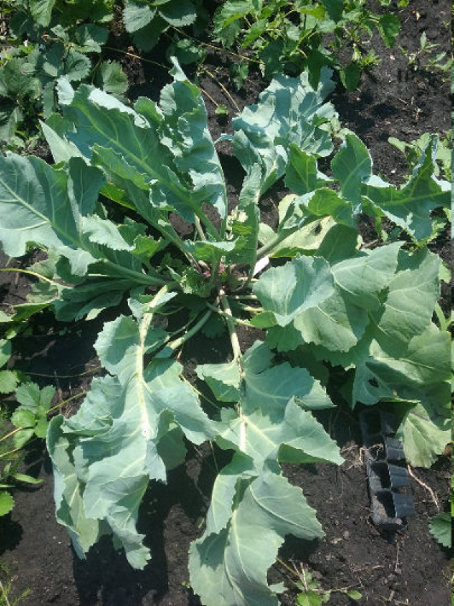 Perennial sea kale 5 seeds Etsy