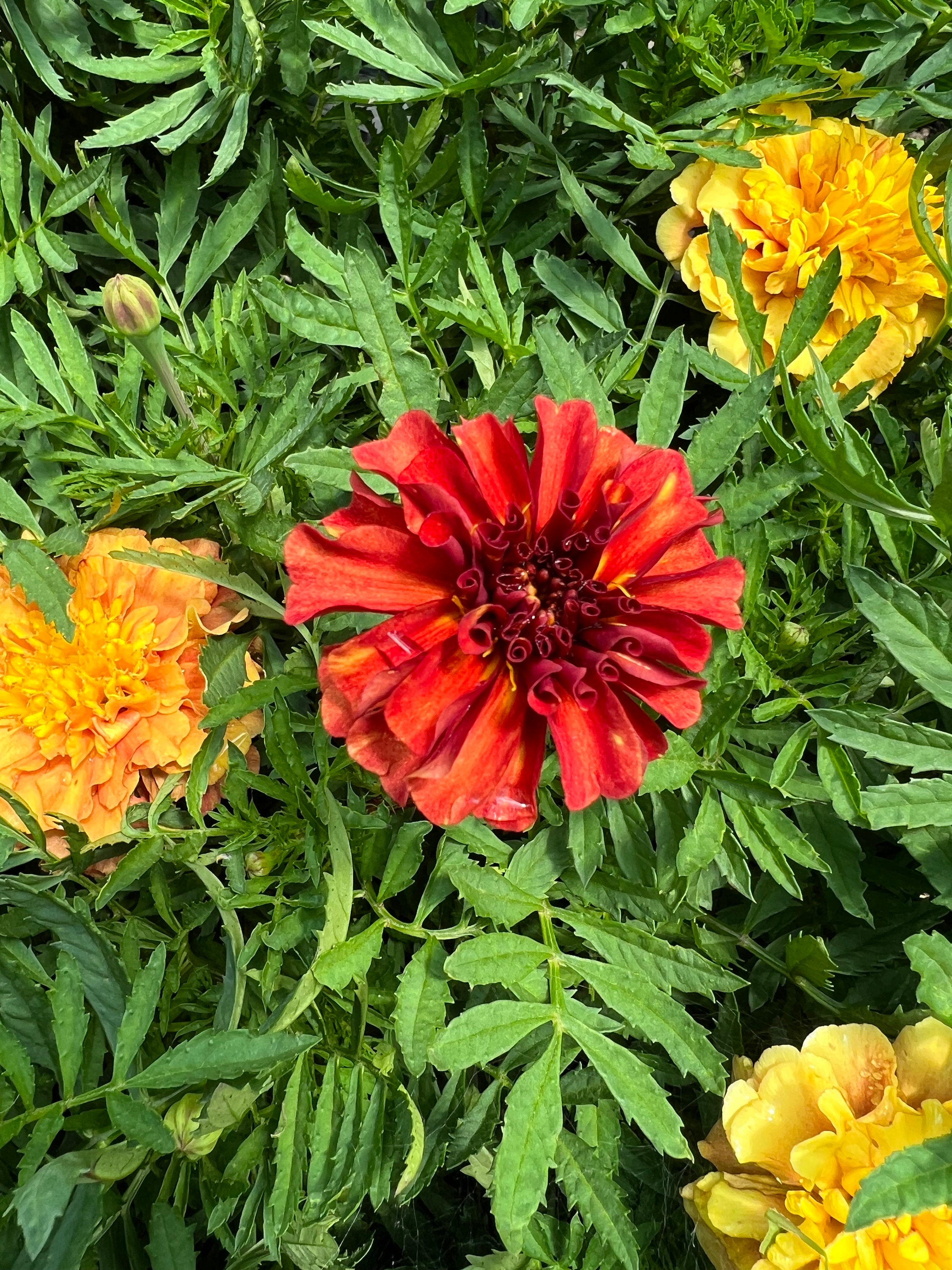 10 Strawberry blonde marigold seeds - Etsy 日本