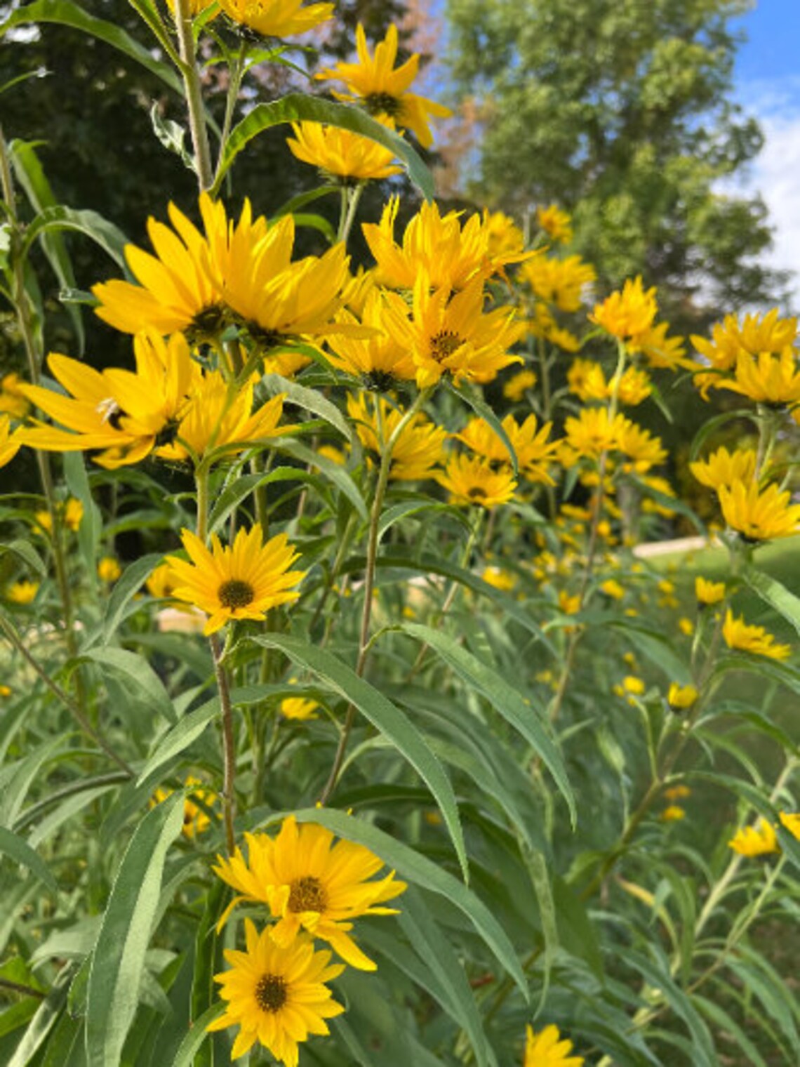 Perennial 50maximillian Perennial Sunflower Seeds Zone 39 Etsy