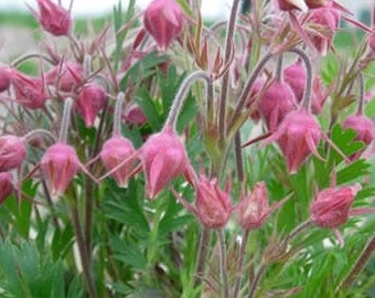 50 Perennial Prairie smoke wildflower seeds zone 3-9 (seeds need cold to germinate)