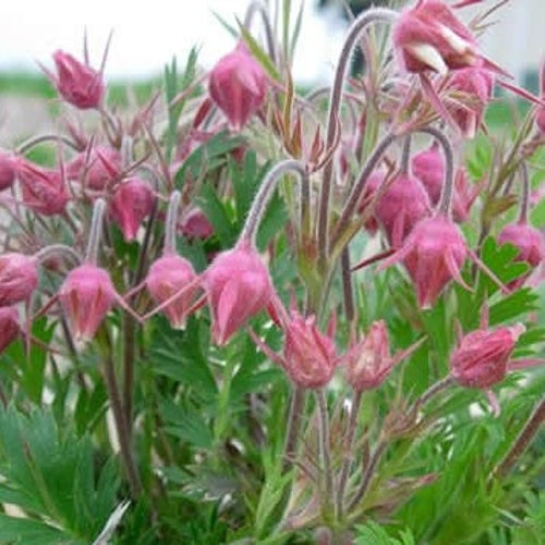 Perennial 20prairie Smoke Wildflower Seeds Zone 39 Etsy