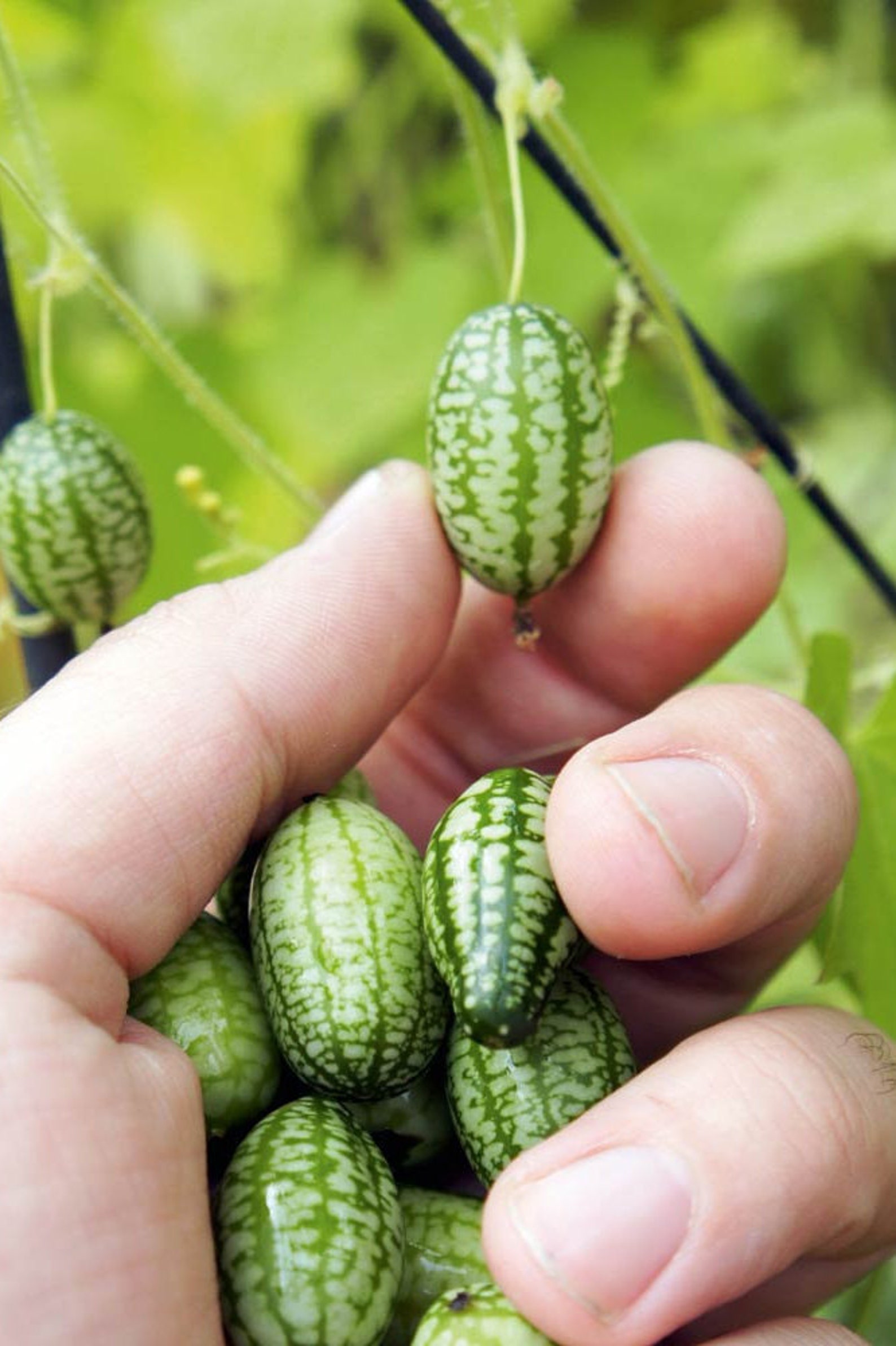 Cucumber Mexican Sour Gherkin seeds Etsy