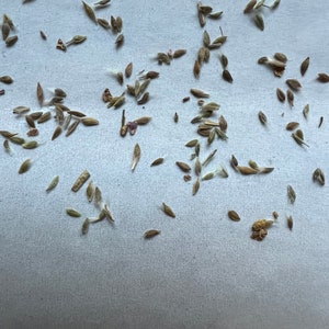 50 Perennial Prairie smoke wildflower seeds zone 3-9 seeds need cold to germinate image 7