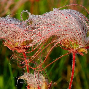 50 Perennial Prairie smoke wildflower seeds zone 3-9 seeds need cold to germinate image 3