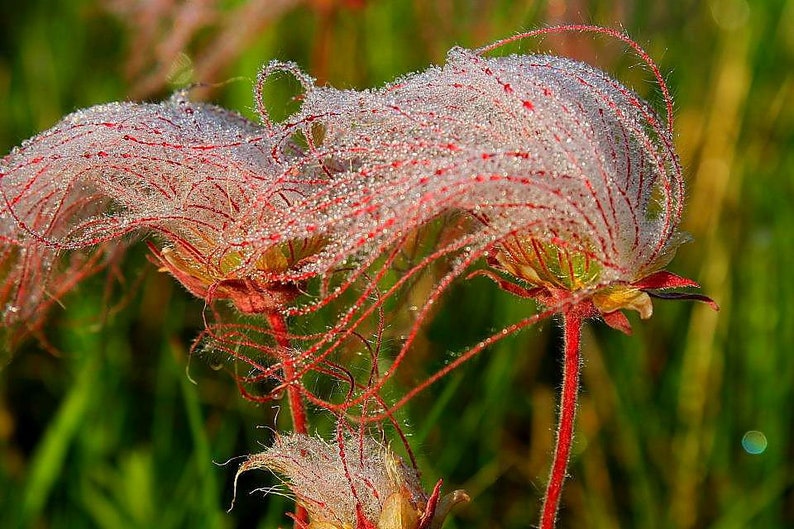 50 Perennial Prairie smoke wildflower seeds zone 3-9 seeds need cold to germinate image 3