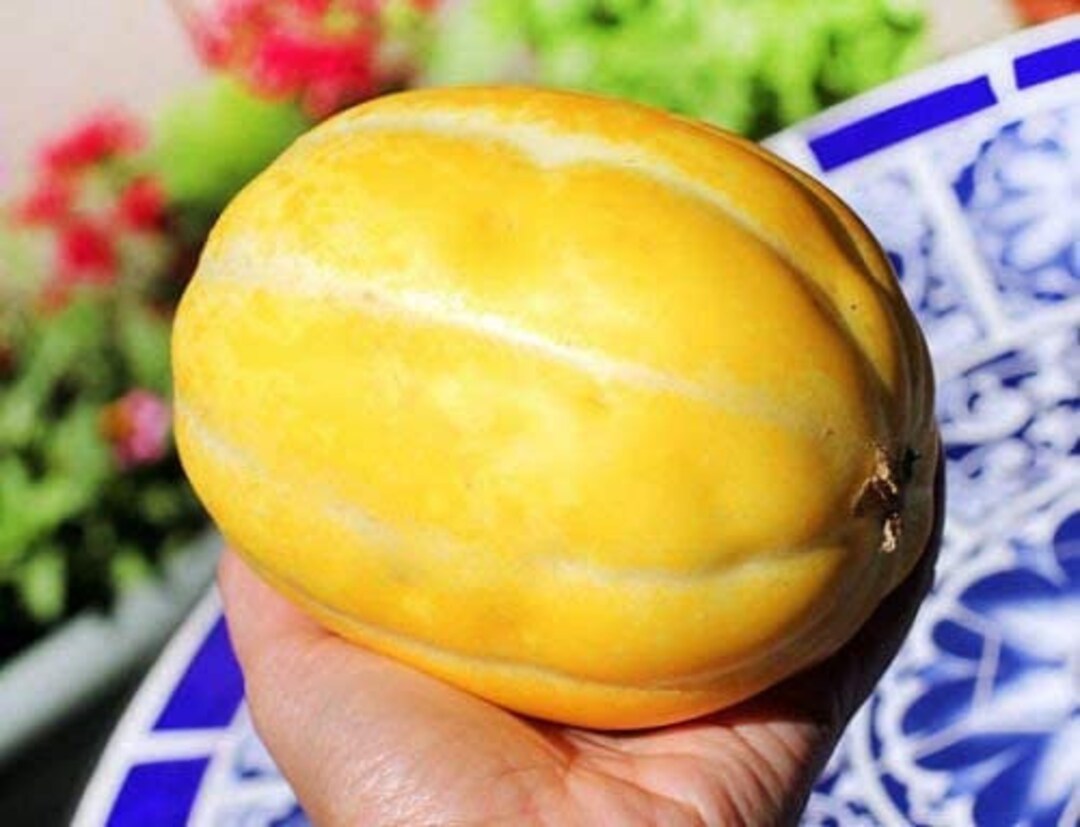 50 Korean Melon Seeds Etsy